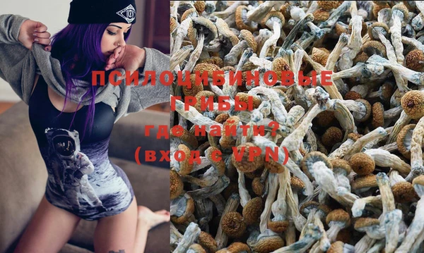 прущие грибы Пересвет